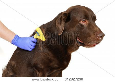 Grooming Undercoat Dogs. Labrador Retriever And Veterinarian In Blue Gloves. Concept Hygiene And Car