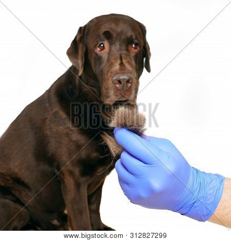Grooming Undercoat Dogs. Labrador Retriever And Veterinarian In Blue Gloves. Concept Hygiene And Car