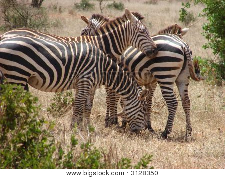 Masai Zebras