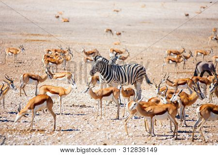 Zebras, springbok herd and oryx at Nebrownii waterhole in Etosha Namibia