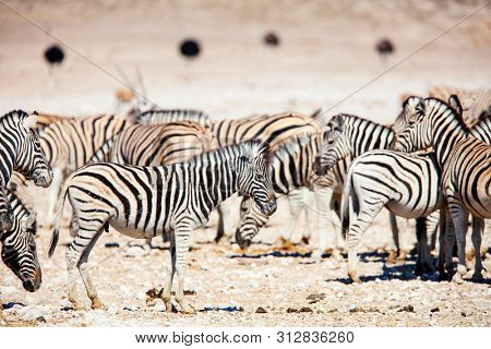 Zebras herd on the vast open plains of Etosha Namibia