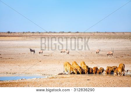 Lions pride with cubs drinking at Nebrownii waterhole in Etosha Namibia