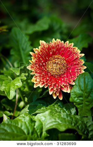 Blommor