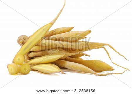 Single Object Of Fingerroot Isolated On White Background