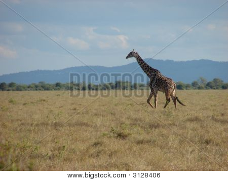 Masai zürafa
