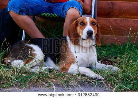 The Dog Breed American Foxhound In A Public Park