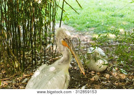 White Pelican Is A Bird In The Pelican Family Summer.