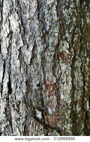 Tree Barktexture Background Pattern. Relief Texture Of The Brown Bark Of A Tree With Moss On It. Ver