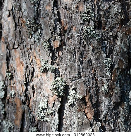 Tree Barktexture Background Pattern. Relief Texture Of The Brown Bark Of A Tree With Moss On It. Squ