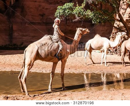 Portrait Of Drinking Camels In Canyon Aka Guelta Bashikele - 07 November 2018 East Ennedi, Chad