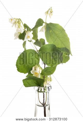 Philadelphus Flower In Front Of White Background