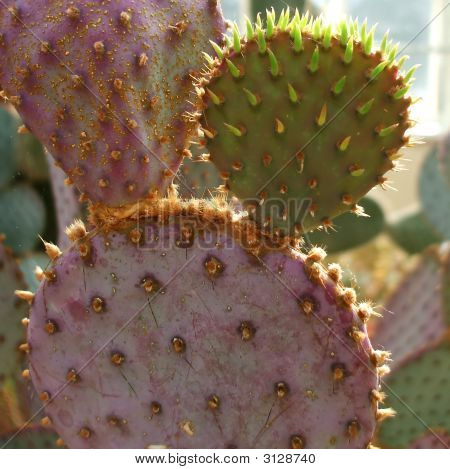 Rare Saguaro Desert Cactus