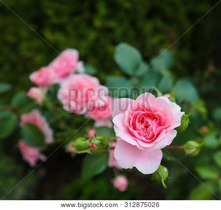 Beautiful Pink Roses Bonica In The Garden. Perfect For Background Of Greeting Cards For Birthday, Va