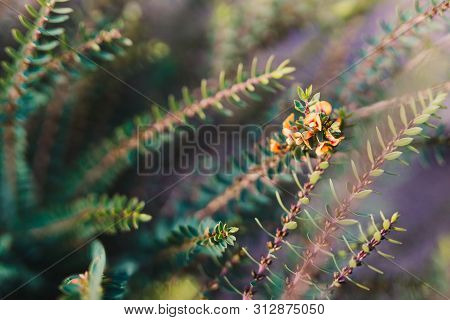 Eutaxia Obovata Also Called Egg And Bacon Plant With Yellow Flowers