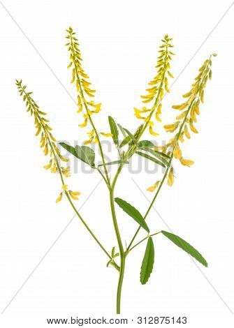 Melilotus Officinalis (yellow Sweet Clover) Isolated On White