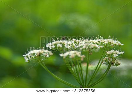 Flowers Of Sium Latifolium In The Forest In The Evening , Russia