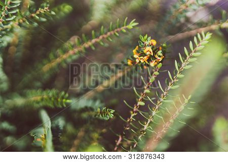 Eutaxia Obovata Also Called Egg And Bacon Plant With Yellow Flowers