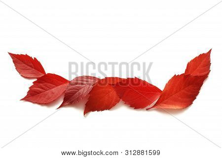 Autumn Colorful Leaves Isalated On White Background. Top View. Fall Flat Lay With Place For Your Tex