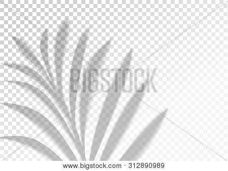 The Transparent Shadow Overlay Effect. Tropic Leaf. Mockup With Overlay A Palm Leaf Shadow. Natural 