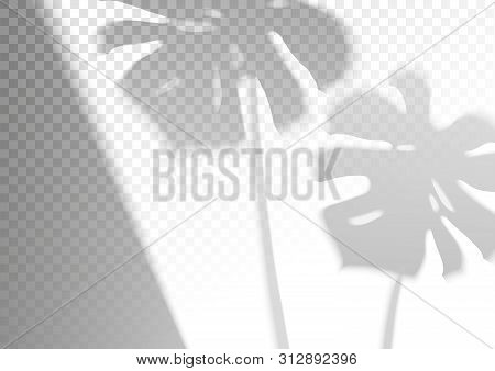 The Transparent Shadow Overlay Effect. Leaves Of Monstera For Branding. A4 Format Mockups. Scenes Of