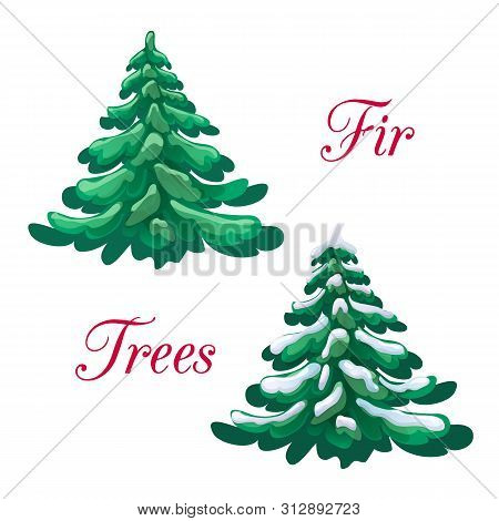 Vector Illustration Of Big Green Fluffy Fir And Snow Fir Tree Collection Isolated On White Backdrop.