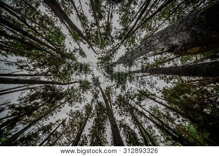 Vagamon, Kerala, India- 07 July 2019: Pine Forest In Vagamon Hills