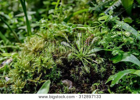 Carnivorous Venus Fly Traps Dionaea Muscipula And Sundews Drosera Capensis Plants Secrete Digestive 