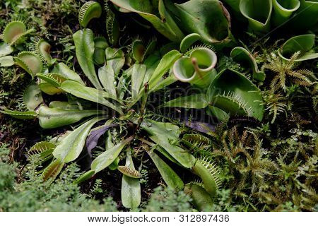 Close-up Of Carnivorous Plants Heliamphora Among Other Carnivorous Plants. Soft Focus