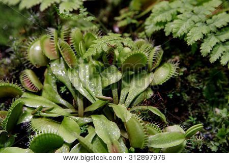 Carnivorous Venus Fly Traps Dionaea Muscipula And Sundews Drosera Capensis Plants Secrete Digestive 