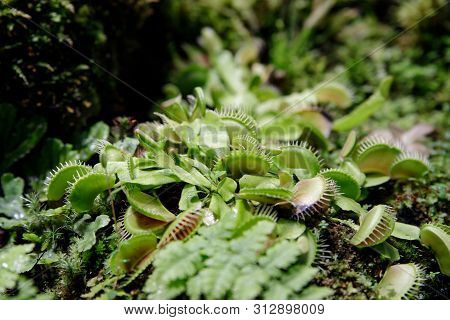 Carnivorous Venus Fly Traps Dionaea Muscipula And Sundews Drosera Capensis Plants Secrete Digestive 