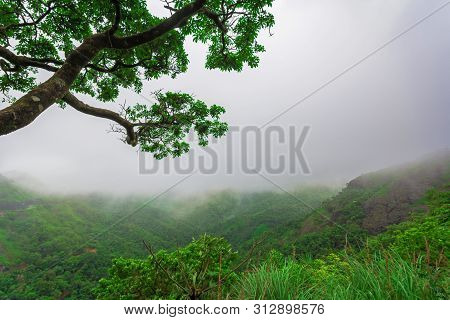 Vagamon, Kerala, India- 07 July 2019: Pine Forest In Vagamon Hills