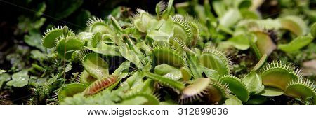 Carnivorous Venus Fly Traps Dionaea Muscipula And Sundews Drosera Capensis Plants Secrete Digestive 