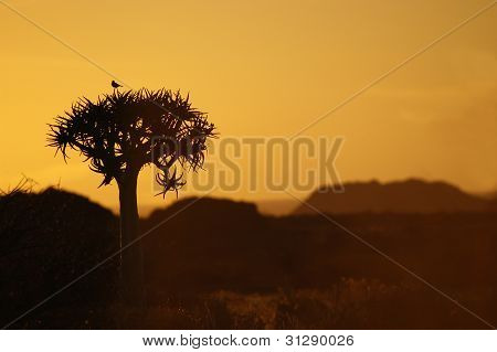 Pássaro em uma árvore do Quiver pôr do sol