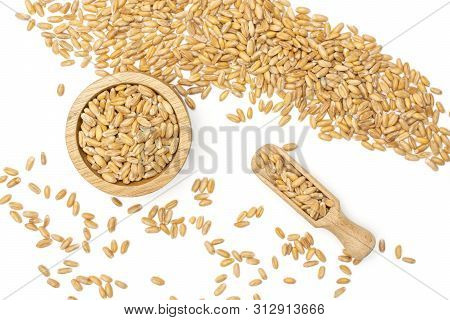 Lot Of Whole Fresh Beige Dinkel Wheat Grain With Wooden Scoop In A Wooden Bowl Flatlay Isolated On W