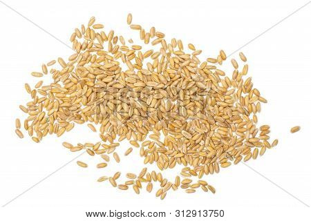 Lot Of Whole Fresh Beige Dinkel Wheat Grain Heap Flatlay Isolated On White Background