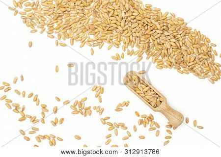 Lot Of Whole Uncooked Fresh Beige Dinkel Wheat Grain With Wooden Scoop Flatlay Isolated On White Bac