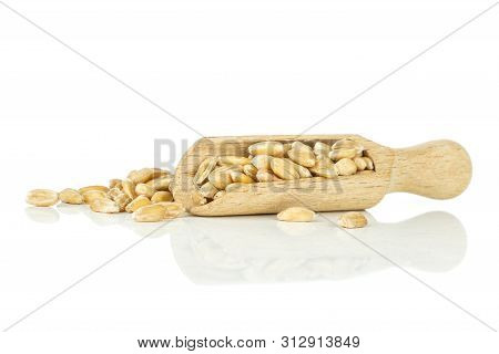 Lot Of Whole Fresh Beige Dinkel Wheat Grain With Wooden Scoop Isolated On White Background