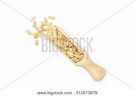 Lot Of Whole Fresh Beige Dinkel Wheat Grain With Wooden Scoop Flatlay Isolated On White Background