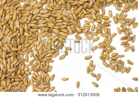Lot Of Whole Raw Fresh Beige Dinkel Wheat Grain Flatlay Isolated On White Background