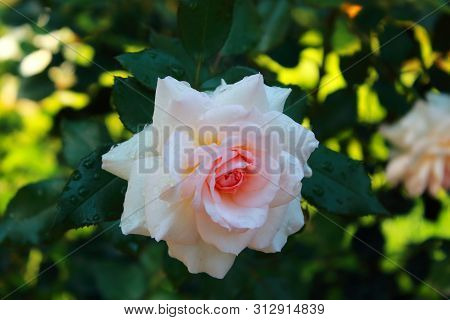 The drops of water on roses petals. One big delicate white rose with drops of water on leaves on the green blurred background. Beautiful big pale pink Roses blossom in the garden after rain. Landscaping and care of roses bushes