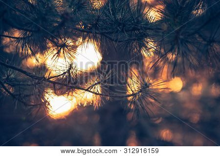 Sunset In Pine Forest Nature Background. Dark Background Of Pine Forest.last Sun In Forest Nature. S