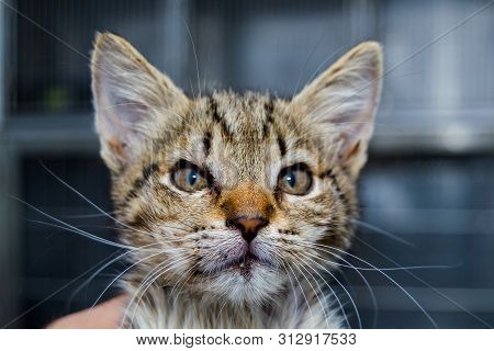 Close-up Photo Of A Kitten With Angioedema