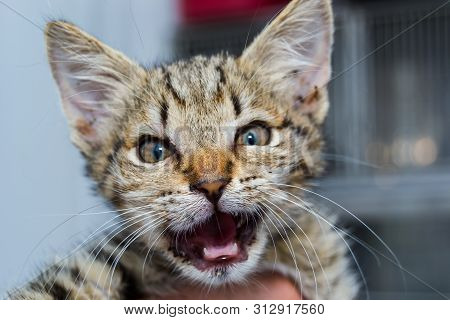 Close-up Photo Of A Kitten With Angioedema