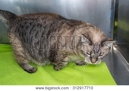 Obese Cat  At The Veterinary Clinic In The Metallic Cage