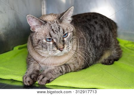 Obese Cat  At The Veterinary Clinic In The Metallic Cage