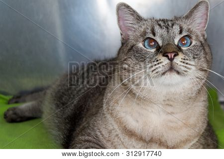 Obese Cat  At The Veterinary Clinic In The Metallic Cage