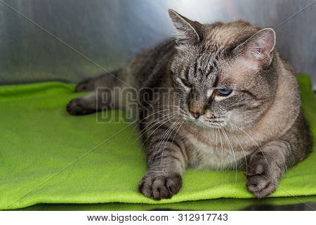 Obese Cat  At The Veterinary Clinic In The Metallic Cage
