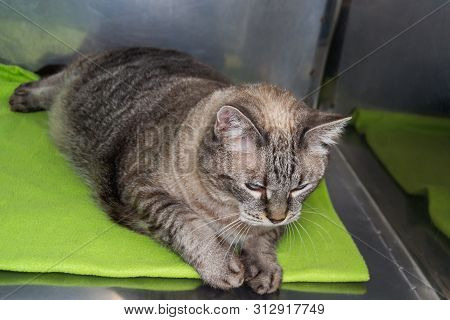 Obese Cat  At The Veterinary Clinic In The Metallic Cage