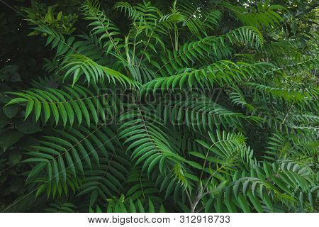 Macro Photo Of Green Fern Petals. The Plant Fern Blossomed. Fern On The Background Of Green Plants.