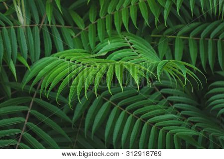 Macro Photo Of Green Fern Petals. The Plant Fern Blossomed. Fern On The Background Of Green Plants.
